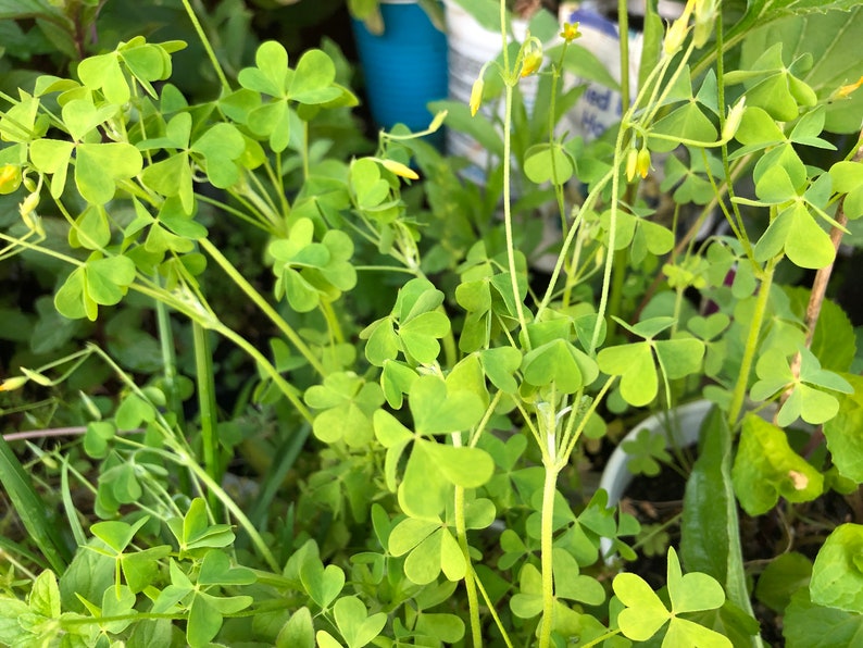 An image of the plant called wood sorrel, 