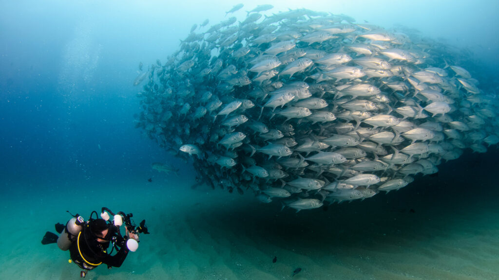 A scuba diver photographs a large school of fish underwater while diving in Mexico.