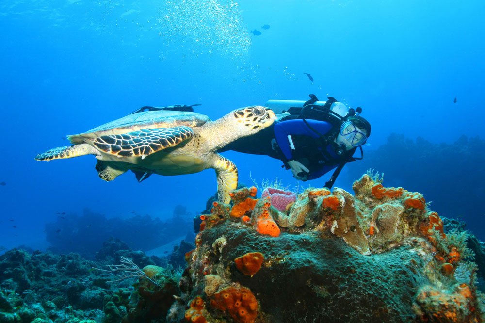 A scuba diver swims by a turtle in the Mexico waters.