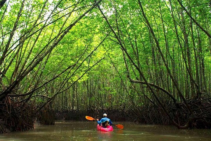A kayaker is shown surrounded in all directions by the mangrove forest of Krabi, Thailand, as he looks for the caves.