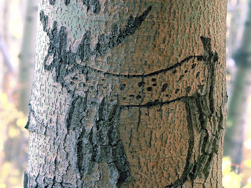 An image of one of the basque carvings found on a tree at the Pine Creek Campground, in Nevada.