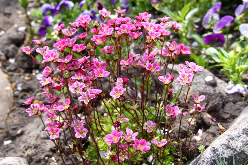 A picture shows a bundle of growing Saxifrage Rose Robe plants.